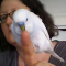 budgiesareawesome's Avatar
